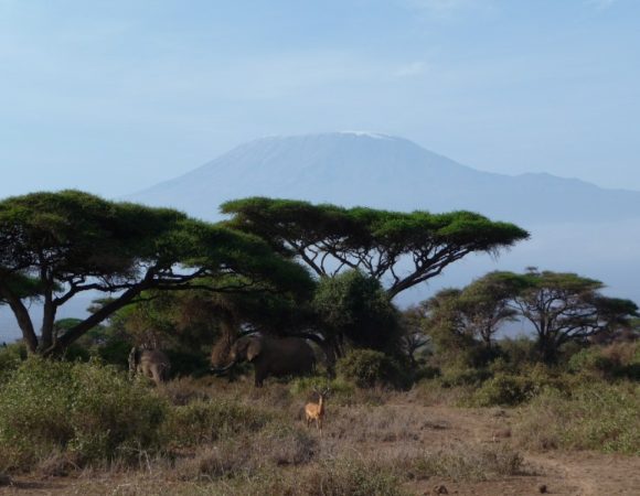 5 Day Special Tsavo and Amboseli Set departure Safari