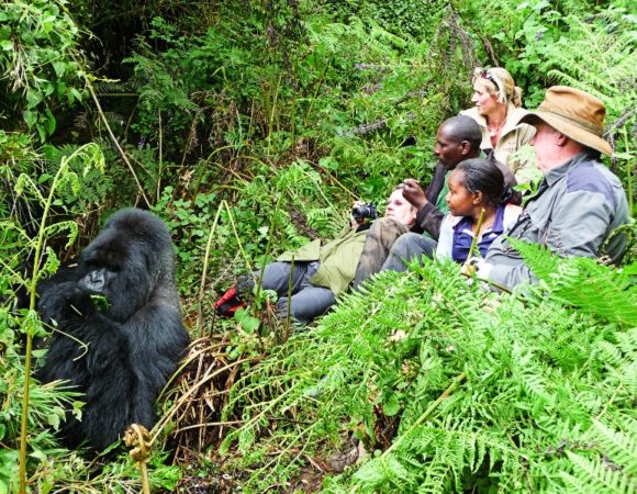 5 Day Gorillas in Uganda short MIDRANGE Tour